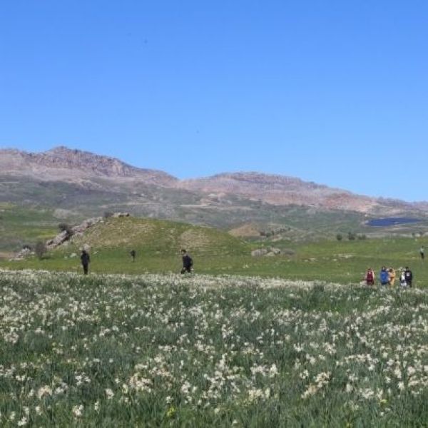 Yaban Nergisleri › Gezi Rehberi | Gerger | Adıyaman