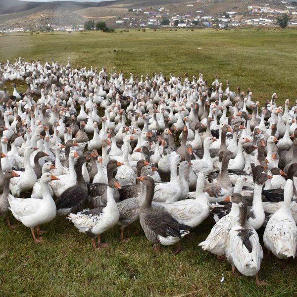 Kars Kazı › Yöresel Ürünler | Çıldır | Ardahan