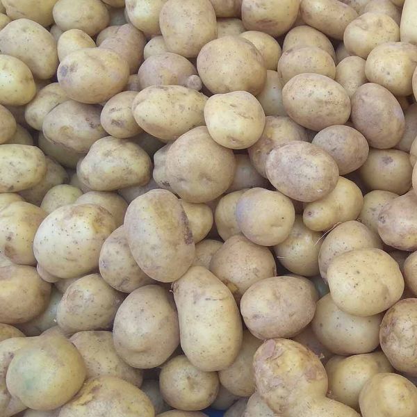 Adaklı Patatesi › Yöresel Ürünler | Adaklı | Bingöl