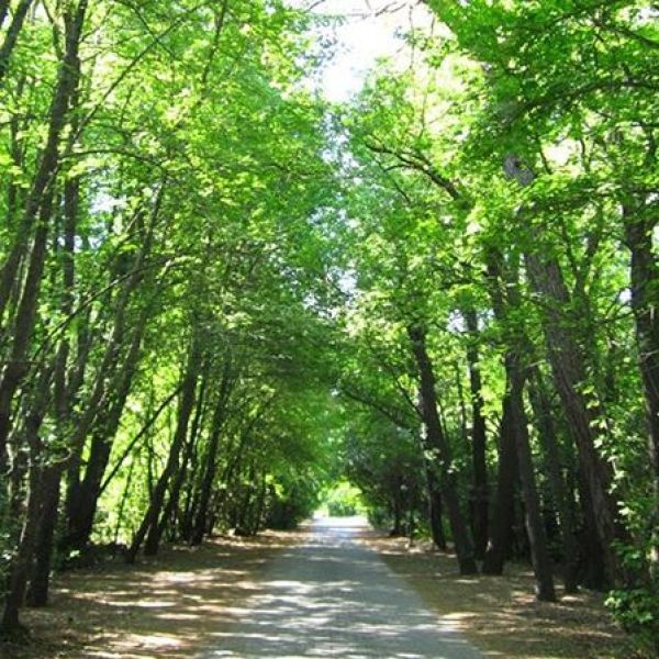 Sığla Ormanı Tabiat Parkı › Gezi Rehberi | Bucak | Burdur