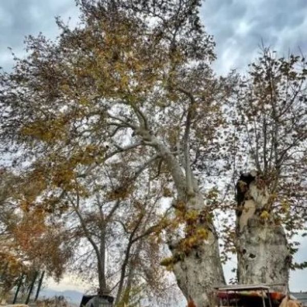 Tarihi Çınar Ağaçları › Gezi Rehberi | Arıcak | Elazığ