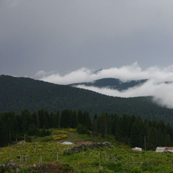 Paşakonağı Yaylası › Gezi Rehberi | Bulancak | Giresun