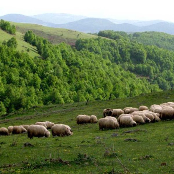 Argın Yaylası › Gezi Rehberi | Akkuş | Ordu