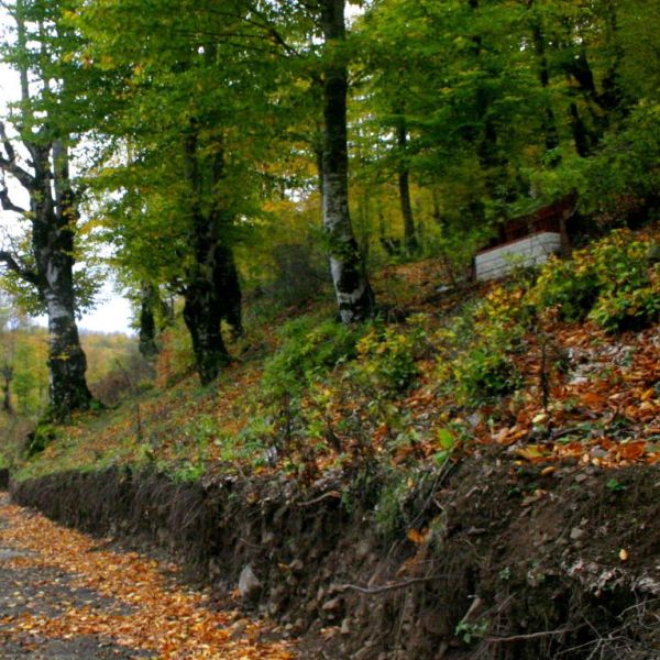 Ulugöl Tabiat Parkı › Gezi Rehberi | Gölköy | Ordu