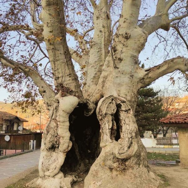 Çınar Ağacı › Gezi Rehberi | Taraklı | Sakarya