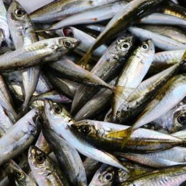 Tekirdağ Balık Çeşitleri › Yöresel Ürünler | Marmara Ereğlisi | Tekirdağ