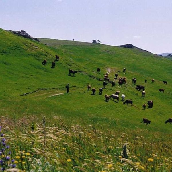 Almus Dumanlı Yaylası › Gezi Rehberi | Almus | Tokat